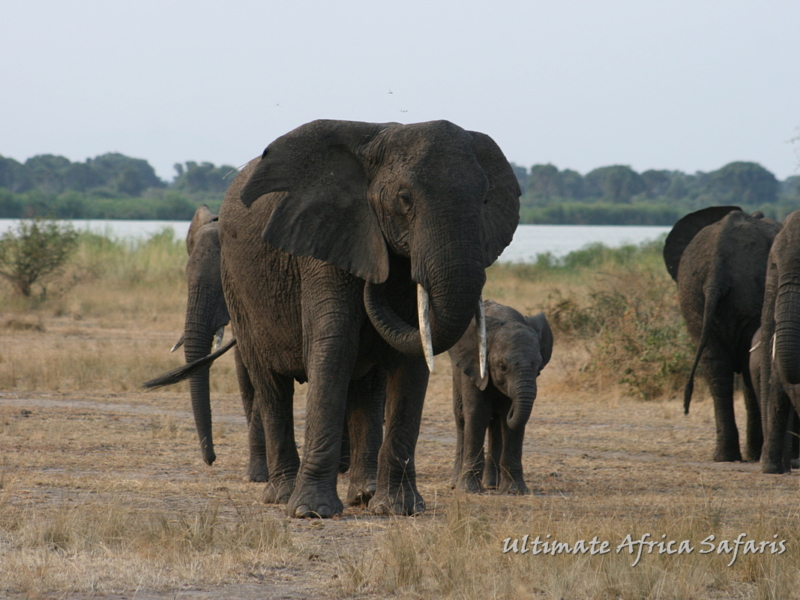 Uganda BIG 5 Wildlife Tour