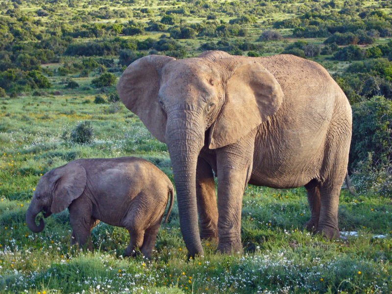 African_Bush_Elephants