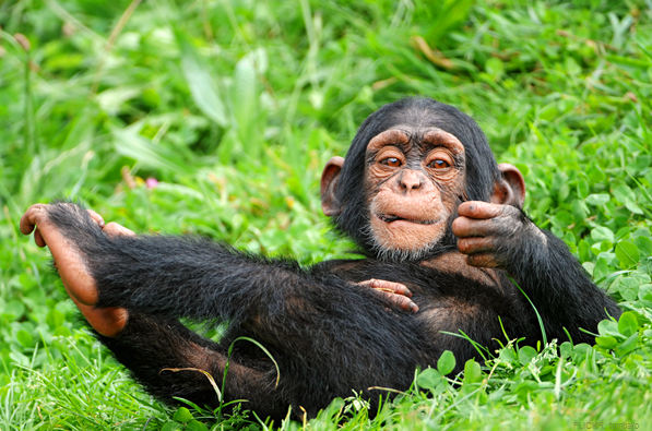 Chimpanzees-uganda