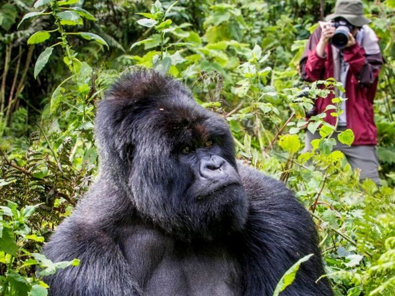 Gorilla-Trekking-in-Uganda