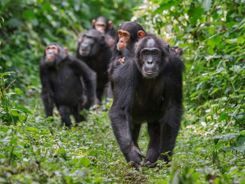 chimps-walking-through-forest