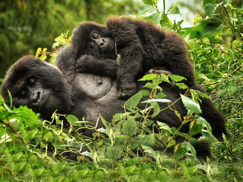 rwanda-gorilla