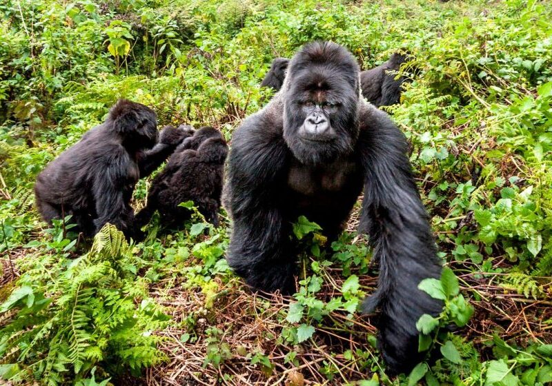 rwanda-volcanoes-national-park-mountain-gorilla-silverback-group-1080x560